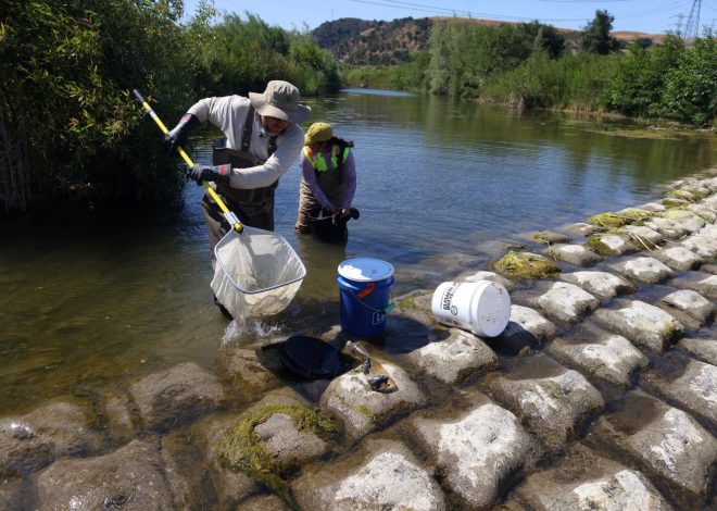 Fish restoration in Alameda Creek nears completion