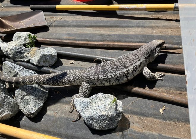 Santa Clara park rangers lasso large loose lizard