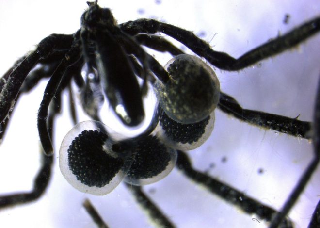First methane-powered sea spiders found crawling off California coast
