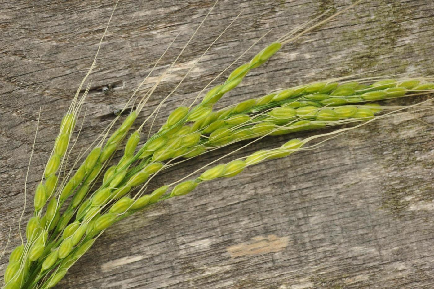 Want to grow your own rice? A step-by-step guide for adventurous gardeners
