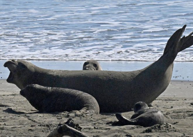 Marine Mammal Center logs worrisome wildlife disturbances