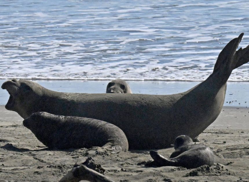 Marine Mammal Center logs worrisome wildlife disturbances