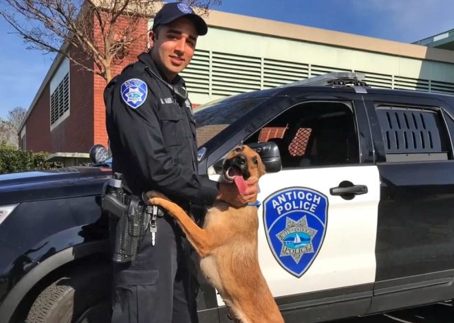 Attorneys spar over potential prison term as convicted Antioch K9 cop faces sentencing