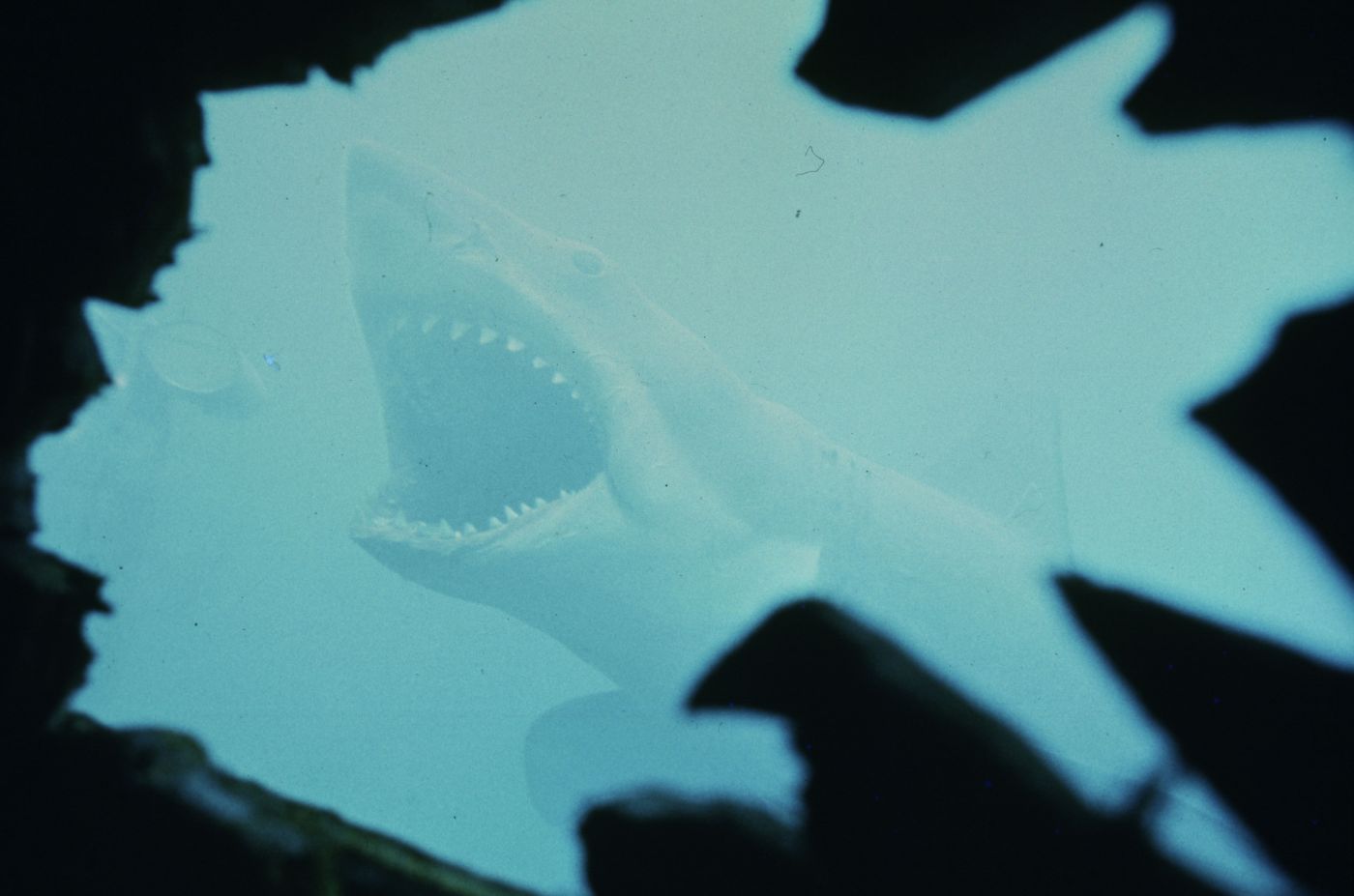 Think you know ‘Jaws’? Chomp on this trivia test