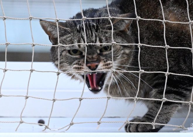 Why did the normally mellow Mountain View cat suddenly attack his owner?