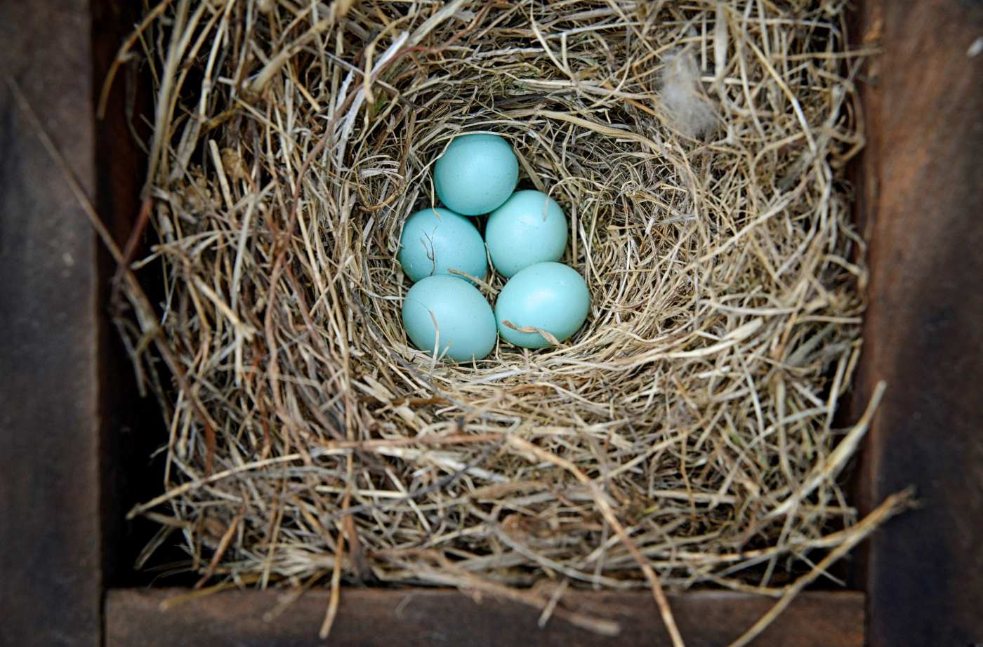 When is the right time to clean out vacated nesting boxes?