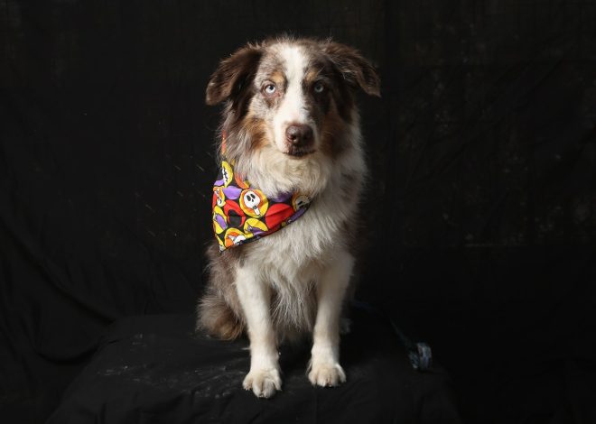 Why did 8-year-old Australian shepherd change nighttime behavior?
