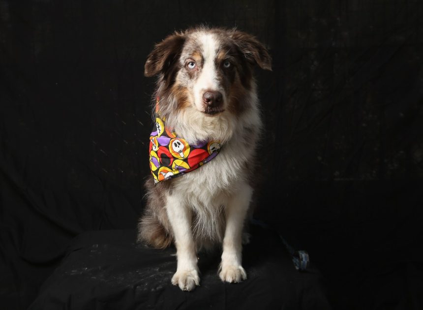 Why did 8-year-old Australian shepherd change nighttime behavior?