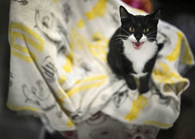 Mountain View cat freaked out by bully cat next door