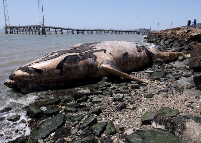 Two dead gray whales wash up in Richmond over last week