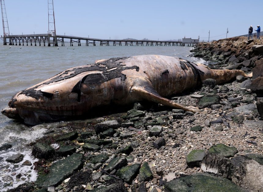 Two dead gray whales wash up in Richmond over last week
