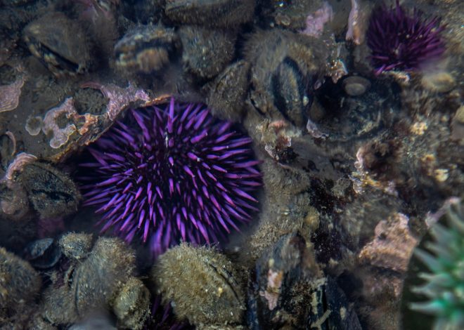 Celebrate all things uni at the Mendocino Urchin Festival in June
