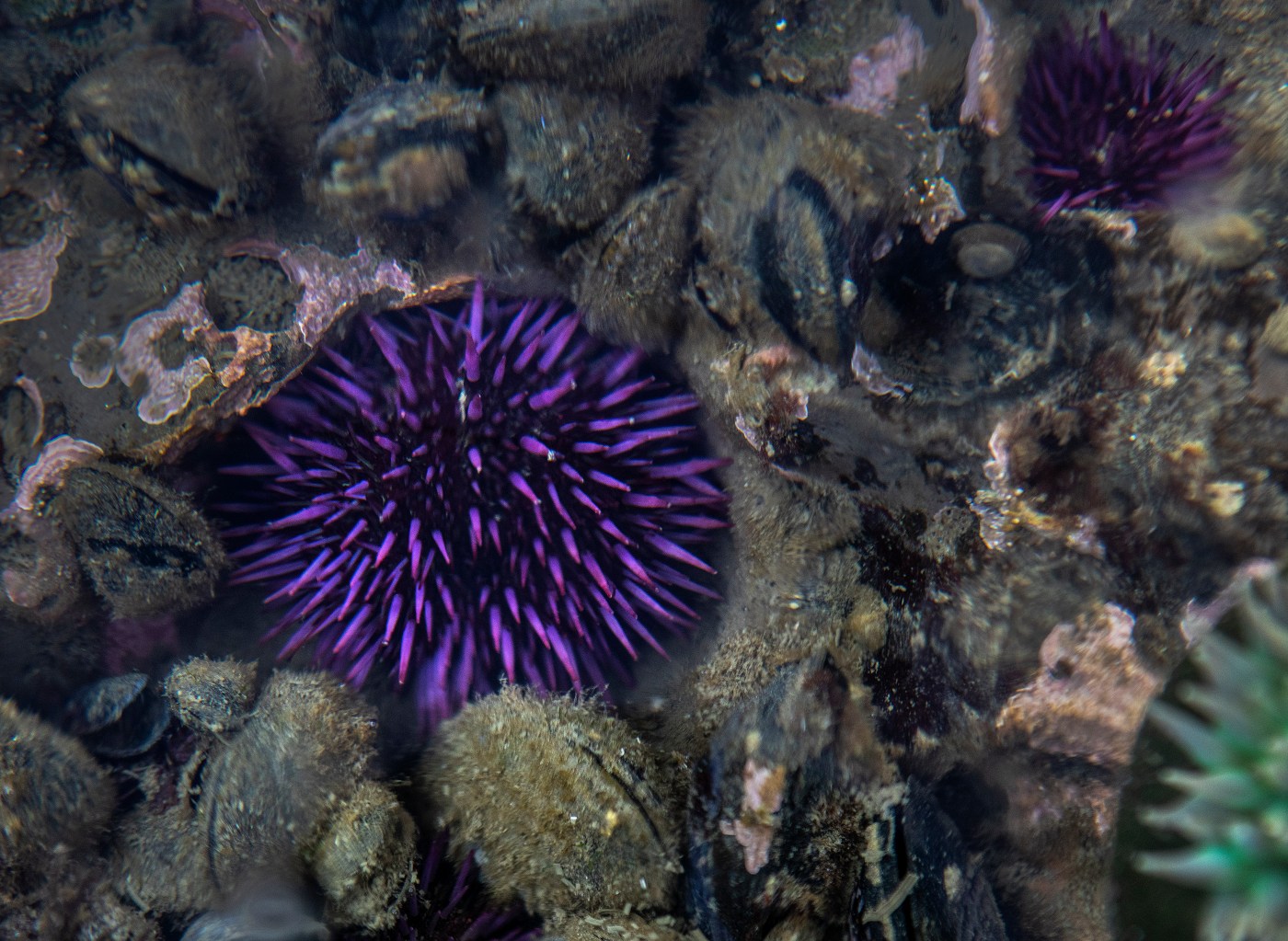 Celebrate all things uni at the Mendocino Urchin Festival in June