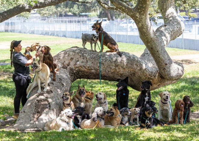 Lopez: Months later, our pets still bear the costs of our fires