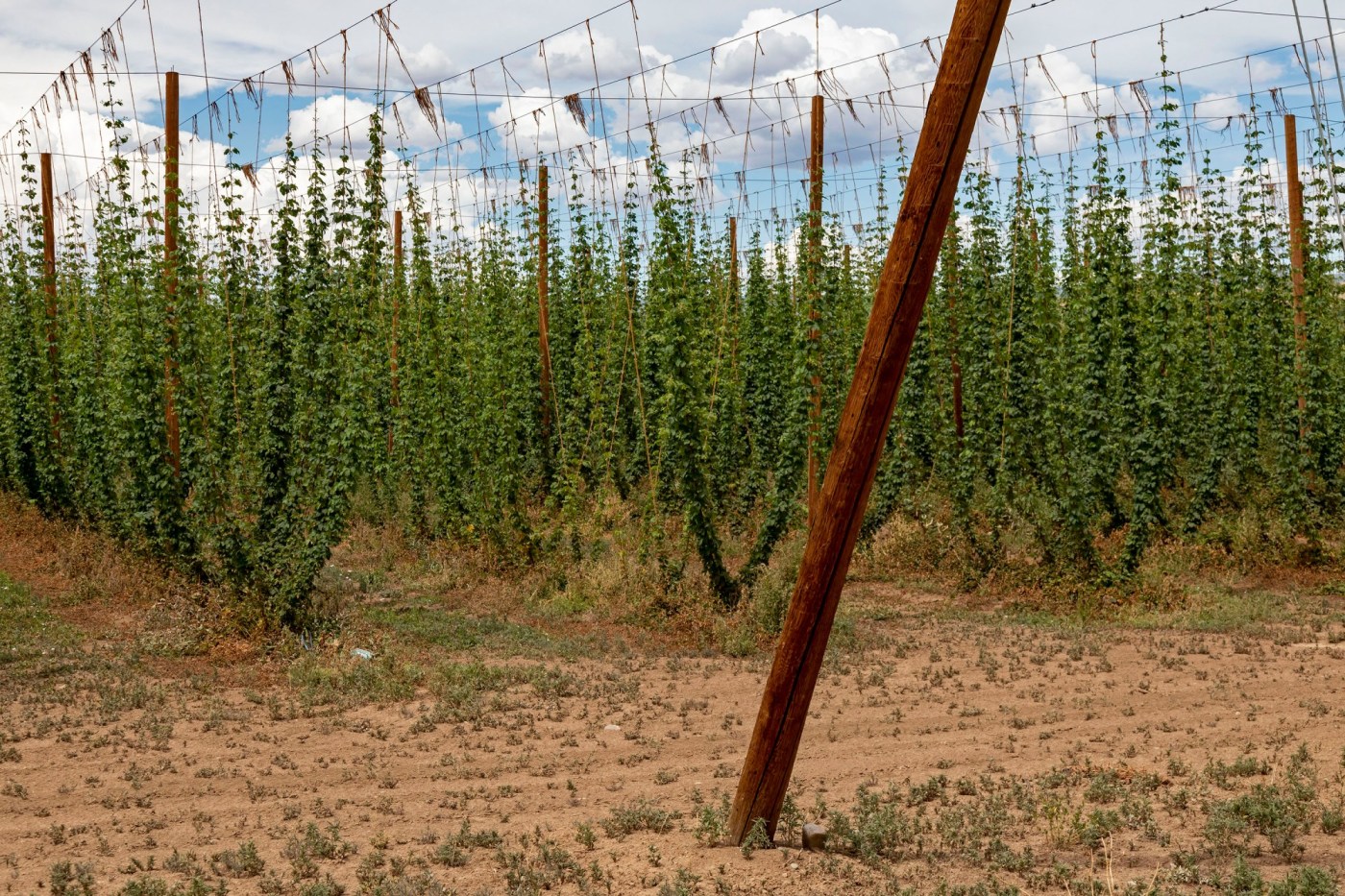 Camp at a Colorado hop farm this summer, and enjoy beers onsite