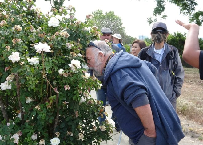 Walking with all 5 senses can improve health for people with disabilities