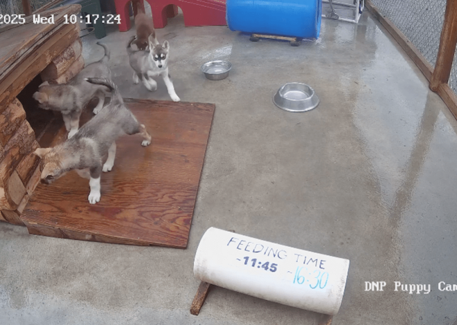 Move over, fat bears: Denali puppies are new webcam darlings