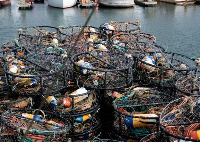 Young humpback tangled in crab gear near Humboldt Bay spurs crab season closure