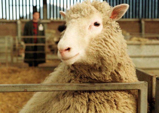 Today in History: July 5, Dolly the sheep born in cloning breakthrough