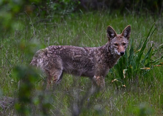 Coyote season is on. Here’s how to stay safe