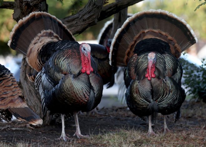 Wild turkeys roam freely in Bay Area suburbs, but where exactly are they from?