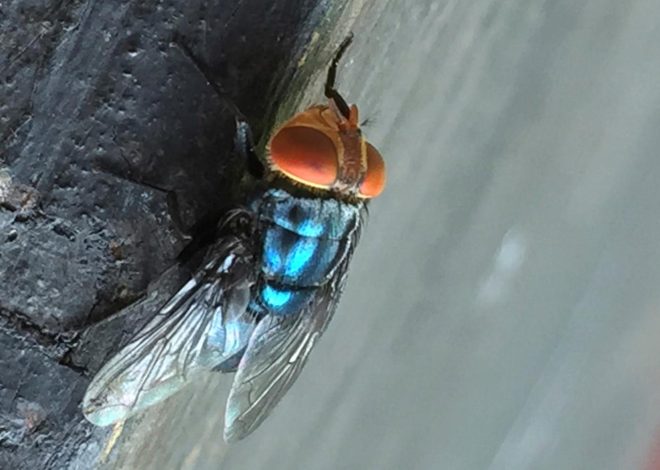 Where the New World screwworm has been seen, and why it’s a big deal