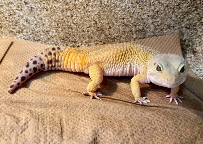 Why reptiles, amphibians make great pets