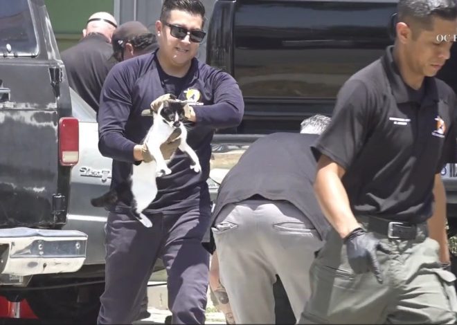 Animal Control seizes at least 120 cats from California home