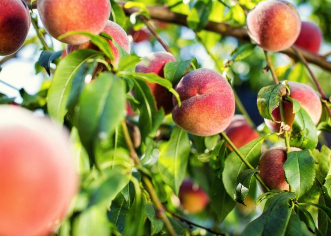 Recipe: When peaches are in season, make this delectable dessert