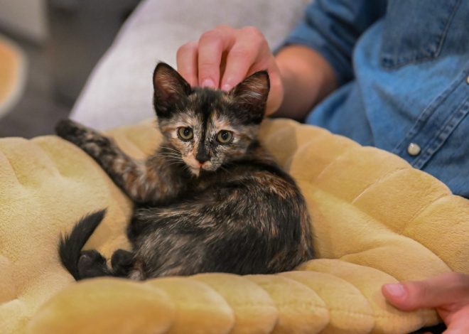 Santa Clara cafe combines cats, coffee and Korean culture