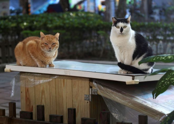 2 Palo Alto cats having trouble adjusting to new catio