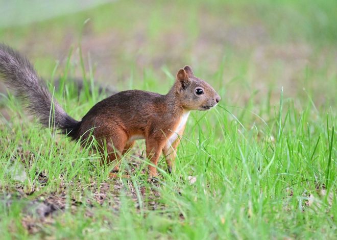 Why are squirrels chewing holes in a San Jose garden’s irrigation lines?