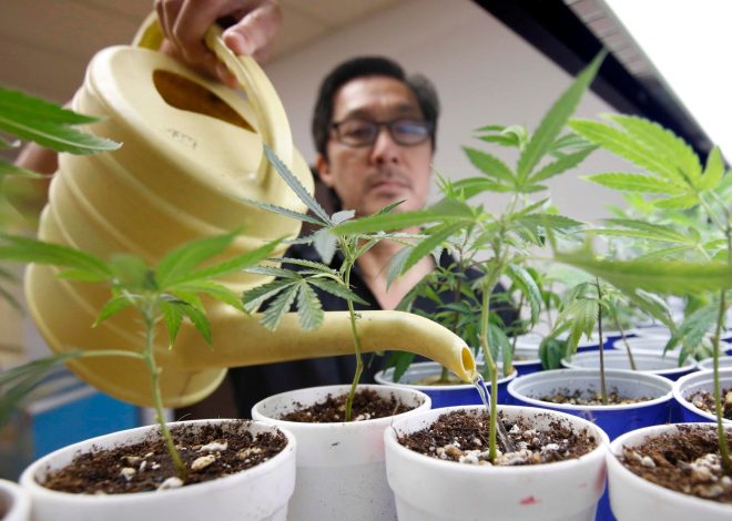 Philp: What if the only thing Sacramento can make affordable is weed?